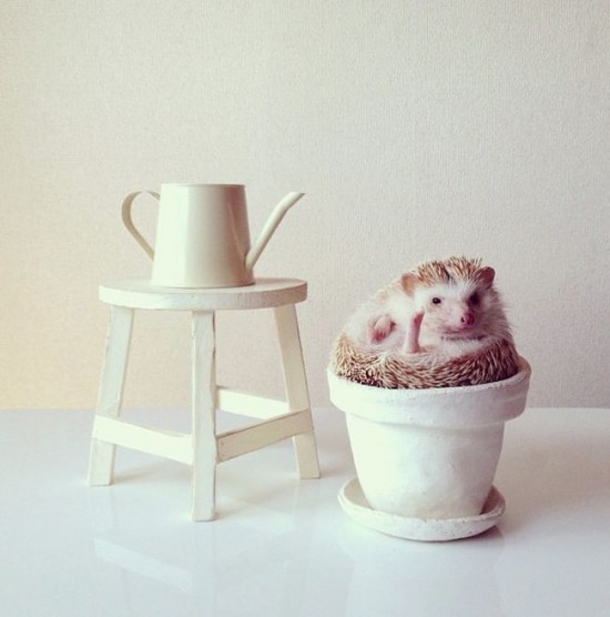 Meet Darcy, the cutest hedgehog on Instagram 010