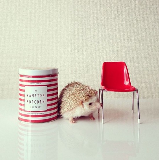 Meet Darcy, the cutest hedgehog on Instagram 011