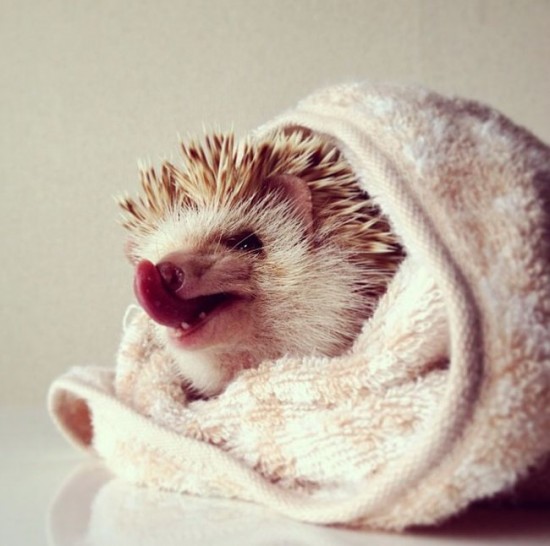 Meet Darcy, the cutest hedgehog on Instagram 013