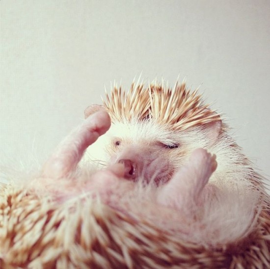 Meet Darcy, the cutest hedgehog on Instagram 014