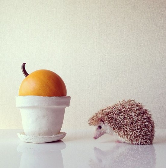 Meet Darcy, the cutest hedgehog on Instagram 015