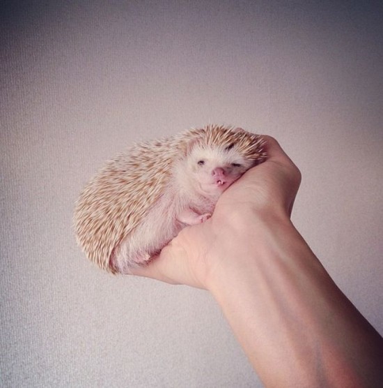 Meet Darcy, the cutest hedgehog on Instagram 017