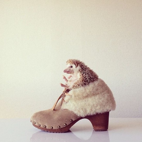Meet Darcy, the cutest hedgehog on Instagram 019