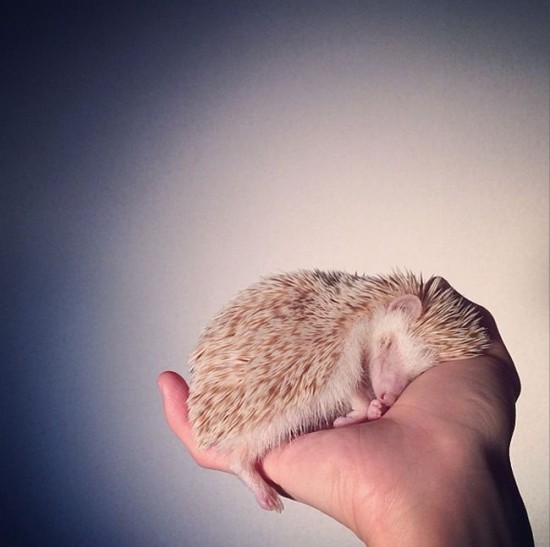Meet Darcy, the cutest hedgehog on Instagram 020