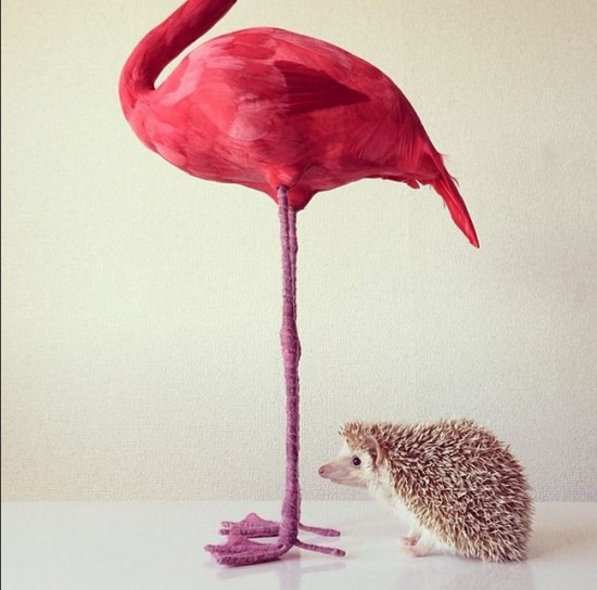 Meet Darcy, the cutest hedgehog on Instagram 021