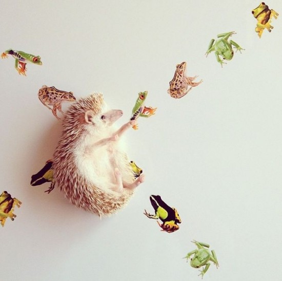 Meet Darcy, the cutest hedgehog on Instagram 022