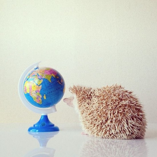 Meet Darcy, the cutest hedgehog on Instagram 023