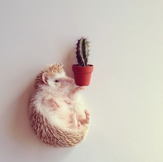 Meet Darcy, the cutest hedgehog on Instagram 024