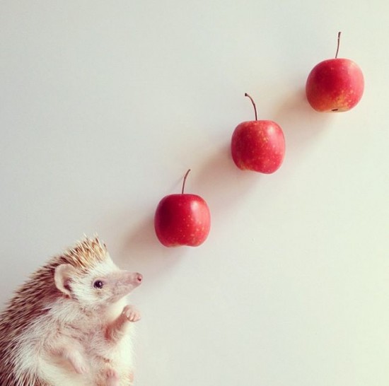 Meet Darcy, the cutest hedgehog on Instagram 025