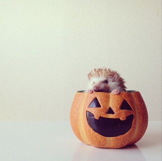 Meet Darcy, the cutest hedgehog on Instagram 027