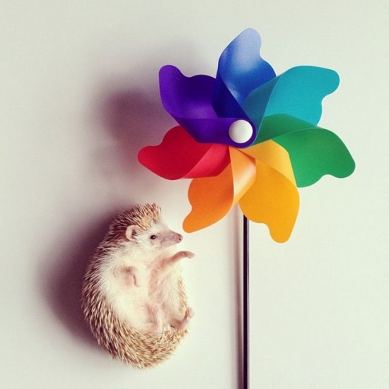Meet Darcy, the cutest hedgehog on Instagram 029