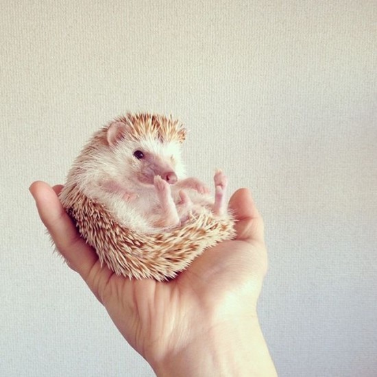 Meet Darcy, the cutest hedgehog on Instagram 030
