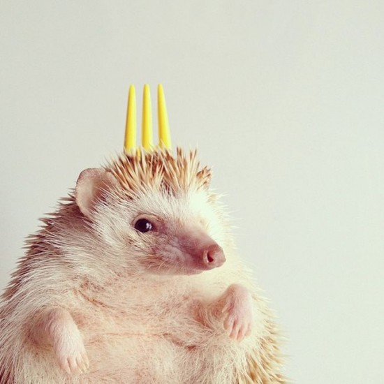 Meet Darcy, the cutest hedgehog on Instagram 031