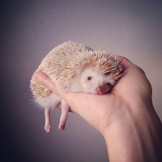 Meet Darcy, the cutest hedgehog on Instagram 032