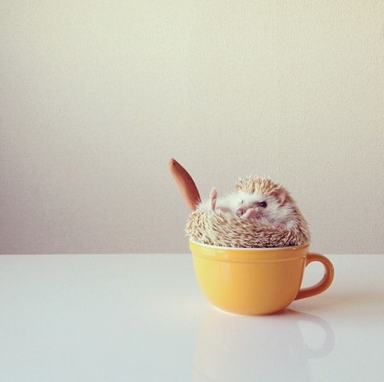 Meet Darcy, the cutest hedgehog on Instagram 033