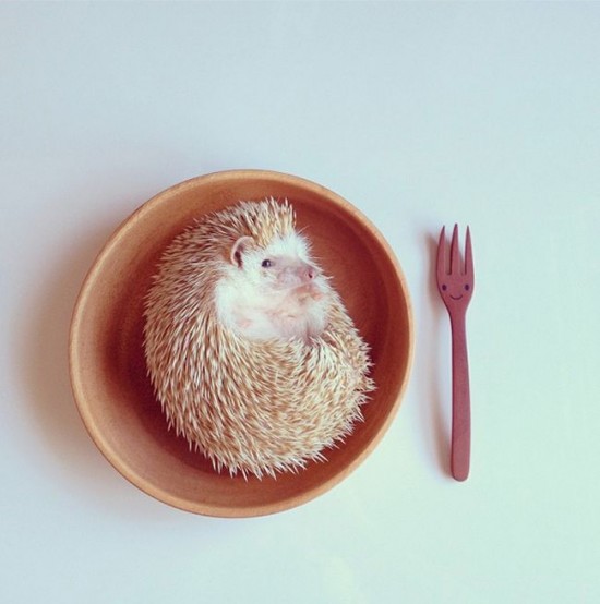 Meet Darcy, the cutest hedgehog on Instagram 034