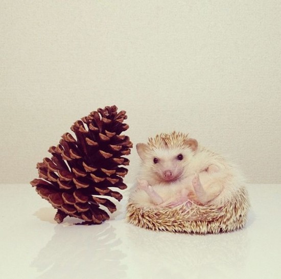 Meet Darcy, the cutest hedgehog on Instagram 035