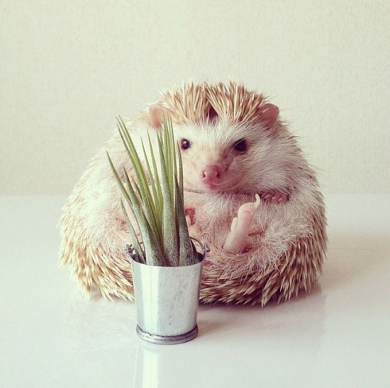 Meet Darcy, the cutest hedgehog on Instagram 036