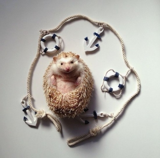 Meet Darcy, the cutest hedgehog on Instagram 038
