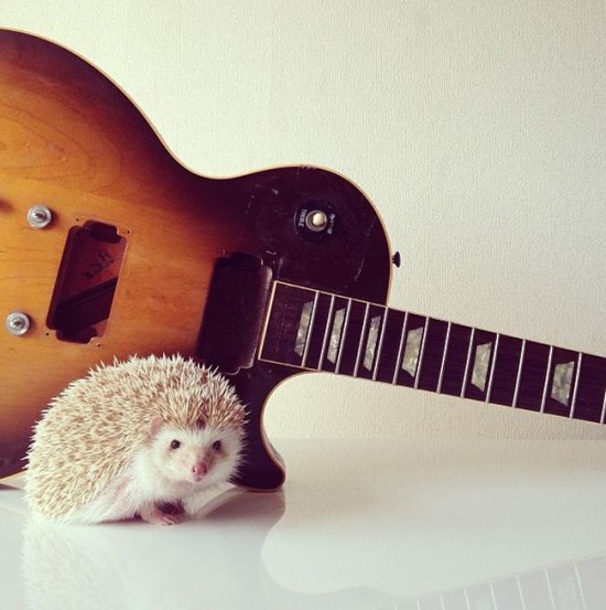 Meet Darcy, the cutest hedgehog on Instagram 040