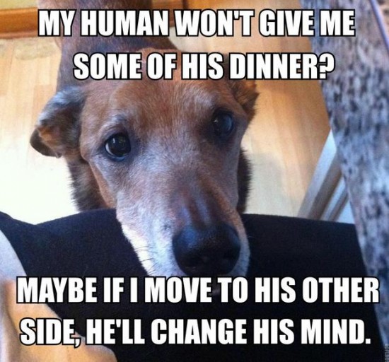 My human won't give me some of his dinner