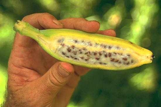 Non-cultivated banana