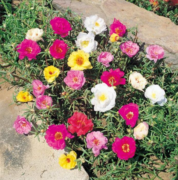 Portulaca1