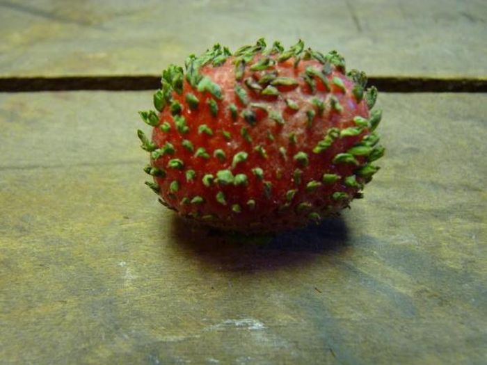 Strawberry