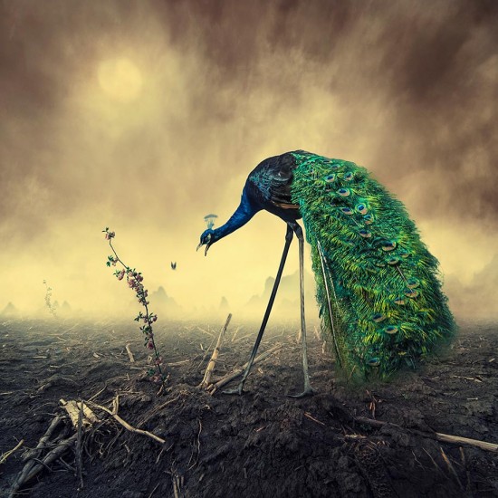 Surreal-Photo-Manipulations-By-Caras-Ionut-014