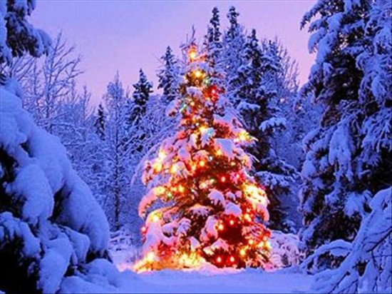 The Seasons For Christmas Lights 011