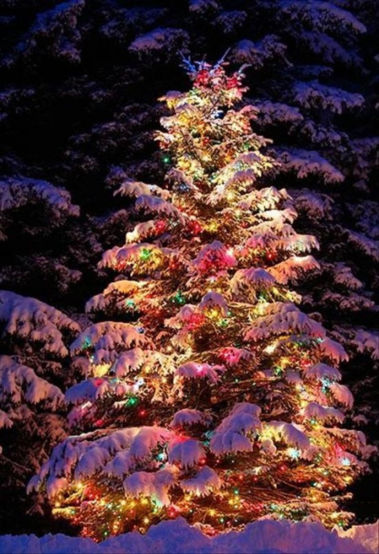 The Seasons For Christmas Lights 041