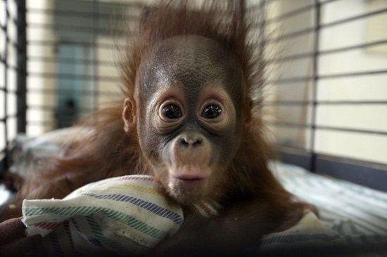 These baby animal photographs will melt your heart 014