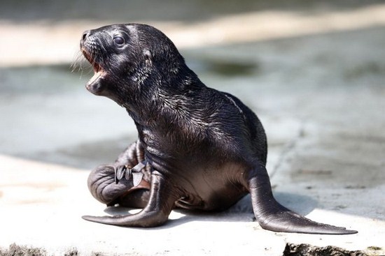 These baby animal photographs will melt your heart 026