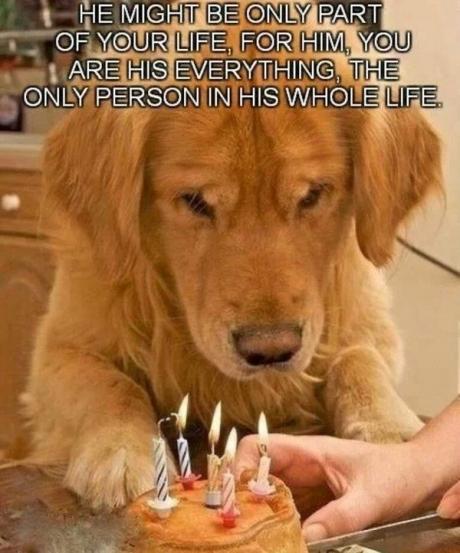 You are everything to your dog