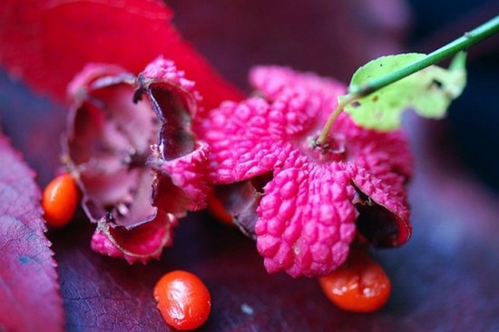 Strawberry Bush (not the same as the strawberry!)