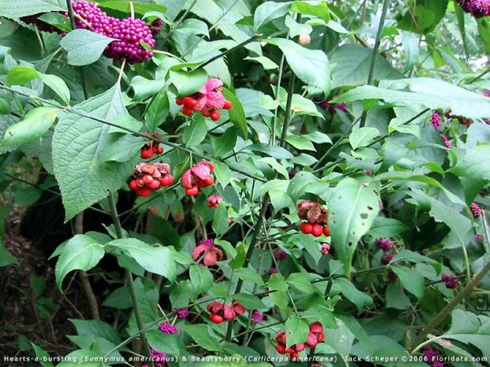 trawberry Bush (not the same as the strawberry!)1