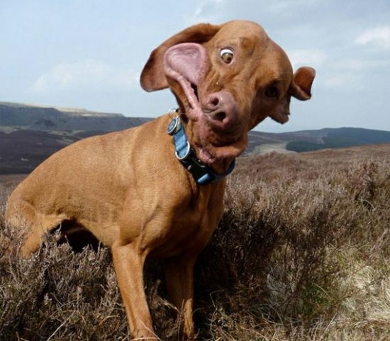 19 Dogs Caught Mid-Sneeze 004