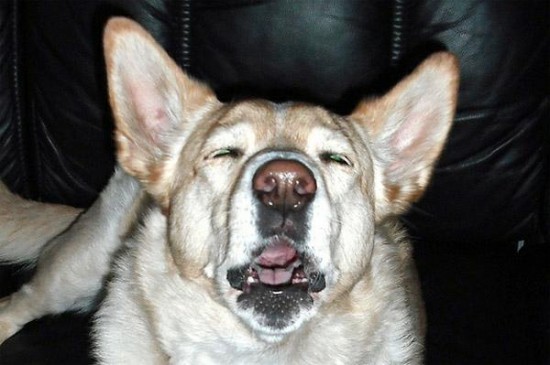 19 Dogs Caught Mid-Sneeze 005