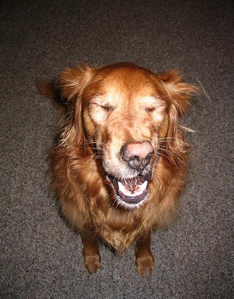 19 Dogs Caught Mid-Sneeze 010