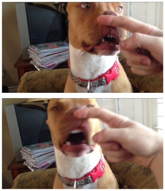 19 Dogs Caught Mid-Sneeze 014