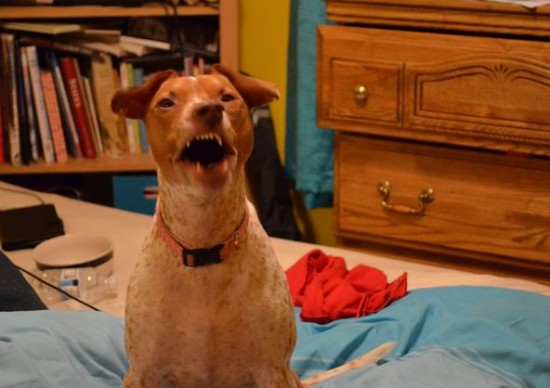 19 Dogs Caught Mid-Sneeze 015
