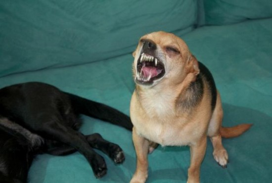 19 Dogs Caught Mid-Sneeze 016