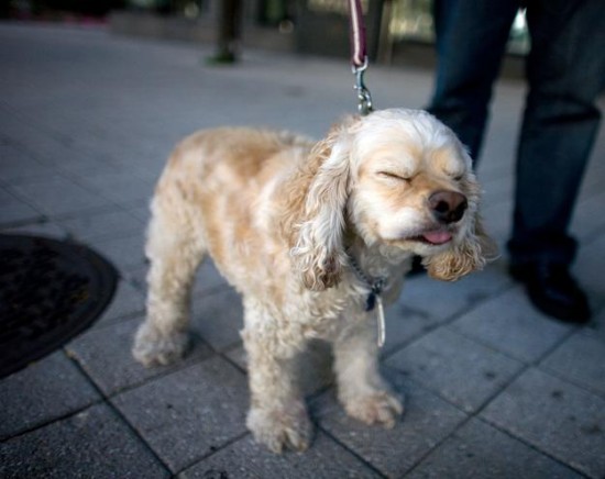 19 Dogs Caught Mid-Sneeze 018