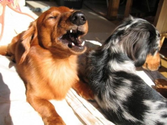 19 Dogs Caught Mid-Sneeze 019