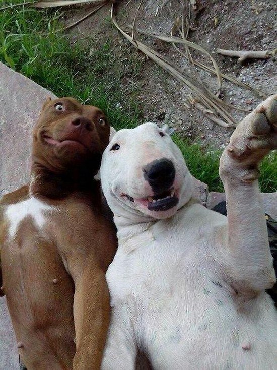 20 Dog Selfies 011