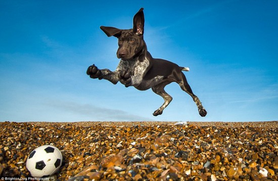 28 Perfectly Time Photos Of Dogs 001