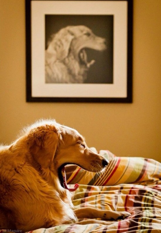 28 Perfectly Time Photos Of Dogs 009