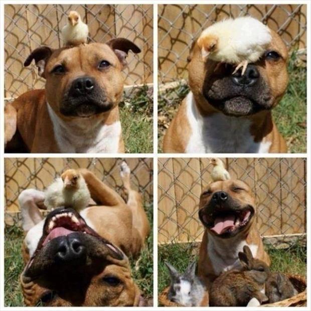 32 Cute Pictures That Will Make Your Day 032