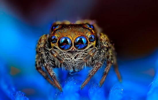 Macrophotographs of Spiders Staring Right Into Your Soul 001