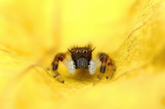 Macrophotographs of Spiders Staring Right Into Your Soul 002